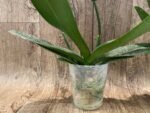 Phalaenopsis Arakaki Spring Fairy 2 Spikes (4.5" pot) - Image 7