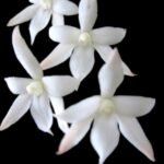 Aerangis biloba × sib (2” Pot)