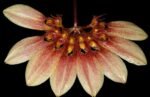Bulbophyllum Daisy Chain blooming Size (3” Pot)