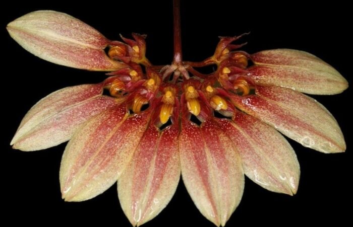 Bulbophyllum Daisy Chain blooming Size (3” Pot) - Image 1