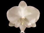 Phalaenopsis Charming Crystal Water 2 Spikes (4.5" pot)
