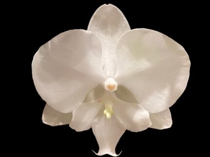 Phalaenopsis Charming Crystal Water 2 Spikes (4.5" pot)