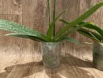 Phalaenopsis Charming Crystal Water 2 Spikes (4.5" pot) - Image 7