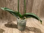 Phalaenopsis Charming Crystal Water 2 Spikes (4.5" pot) - Image 8