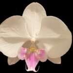 Phalaenopsis Charming Crystal Water 2 Spikes (4.5" pot)
