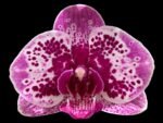 Phalaenopsis OX Happy Girl “Pink Panther” In Spikes (4.5" pot) - Image 2