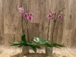 Phalaenopsis OX Happy Girl “Pink Panther” In Spikes (4.5" pot) - Image 3