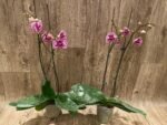 Phalaenopsis OX Happy Girl “Pink Panther” In Spikes (4.5" pot) - Image 4