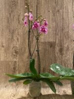 Phalaenopsis OX Happy Girl “Pink Panther” In Spikes (4.5" pot) - Image 5