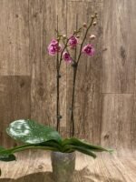 Phalaenopsis OX Happy Girl “Pink Panther” In Spikes (4.5" pot) - Image 6