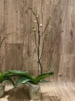 Phalaenopsis OX Happy Girl “Pink Panther” In Spikes (4.5" pot) - Image 8