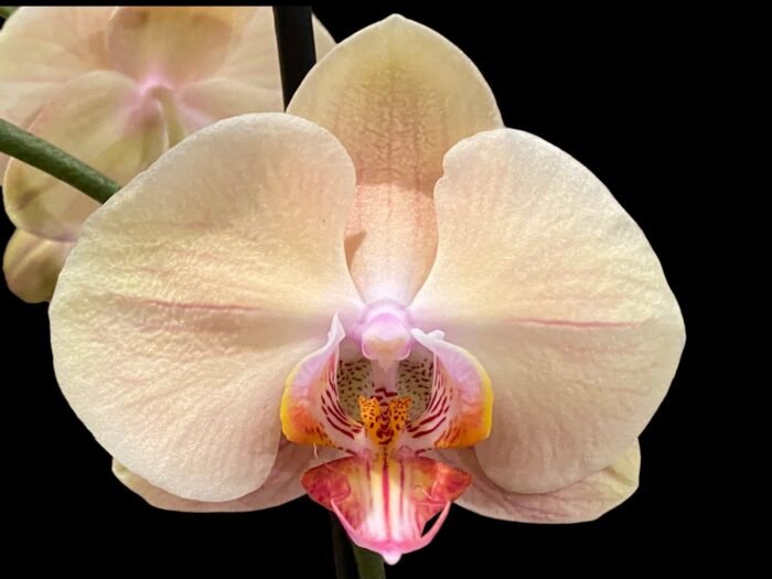 Double Spikes Phalaenopsis OX Lottery Prince (4.5" pot) - Image 3