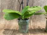 Phalaenopsis Dtps Lianher Scallop In Spikes (3.5" pot) - Image 7