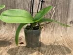 Phalaenopsis Dtps Lianher Scallop In Spikes (3.5" pot) - Image 8