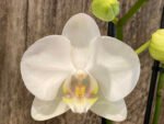 Phalaenopsis Dtps Long Pride Snowboard 2 Tall Spikes (3.5" pot) - Image 2