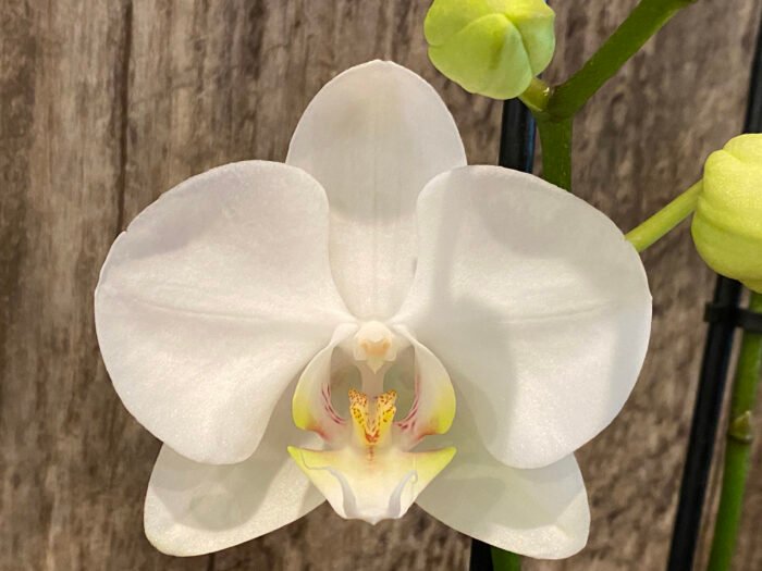Phalaenopsis Dtps Long Pride Snowboard 2 Tall Spikes (3.5" pot) - Image 2