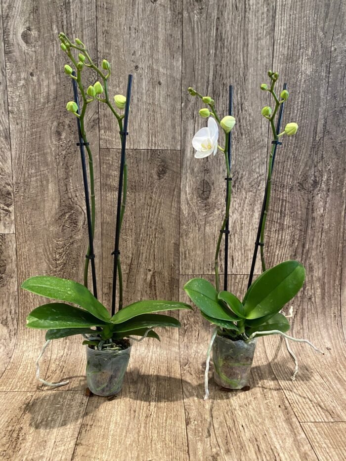 Phalaenopsis Dtps Long Pride Snowboard 2 Tall Spikes (3.5" pot) - Image 3