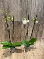 Phalaenopsis Dtps Long Pride Snowboard 2 Tall Spikes (3.5" pot) - Image 4