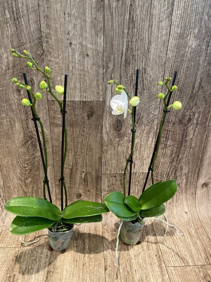 Phalaenopsis Dtps Long Pride Snowboard 2 Tall Spikes (3.5" pot) - Image 4