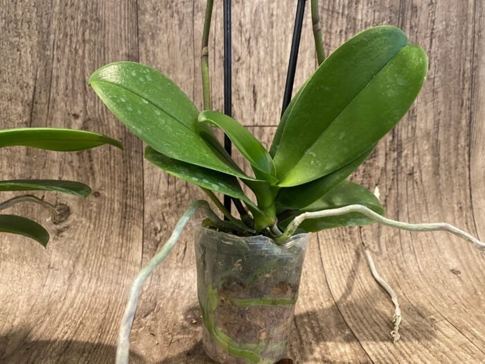 Phalaenopsis Dtps Long Pride Snowboard 2 Tall Spikes (3.5" pot) - Image 8