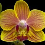 Double Spikes Phalaenopsis I-Hsin Golden Tangerine Ice "Yellow" (3.5" pot)
