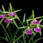 Bc. Gulfshore's Beauty 'Green Gem' (Bc. Carnival Kids) (B. nodosa x C. dormaniana)  Bloomng Size (2.5” Pot)