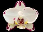 Phalaenopsis Arakaki Spring Fairy 2 Spikes (4.5" pot)