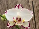 Phalaenopsis Arakaki Spring Fairy 2 Spikes (4.5" pot) - Image 2