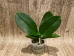 Phalaenopsis Large I-Hsin Fantasist (4.5" pot) - Image 5