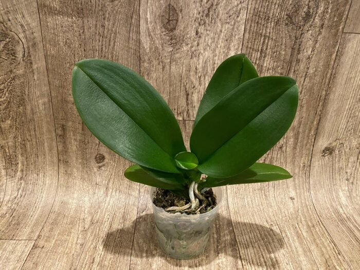 Phalaenopsis Large I-Hsin Fantasist (4.5" pot) - Image 5