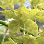 Grammatophyllum Pakkret Leo ‘Saber’ (semi-alba) (mericlone) (4” pot)