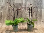 Phalaenopsis Dtps Lianher Scallop In Spikes (3.5" pot) - Image 3