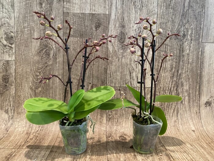 Phalaenopsis Dtps Lianher Scallop In Spikes (3.5" pot) - Image 3