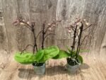 Phalaenopsis Dtps Lianher Scallop In Spikes (3.5" pot) - Image 4