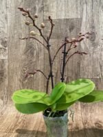 Phalaenopsis Dtps Lianher Scallop In Spikes (3.5" pot) - Image 5