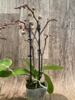 Phalaenopsis Dtps Lianher Scallop In Spikes (3.5" pot) - Image 6