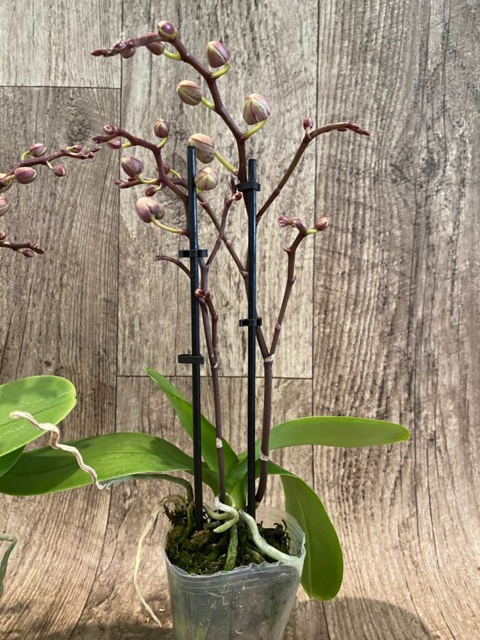 Phalaenopsis Dtps Lianher Scallop In Spikes (3.5" pot) - Image 6