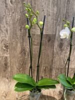 Phalaenopsis Dtps Long Pride Snowboard 2 Tall Spikes (3.5" pot) - Image 5