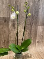 Phalaenopsis Dtps Long Pride Snowboard 2 Tall Spikes (3.5" pot) - Image 6