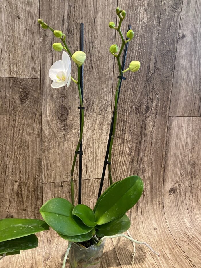 Phalaenopsis Dtps Long Pride Snowboard 2 Tall Spikes (3.5" pot) - Image 6