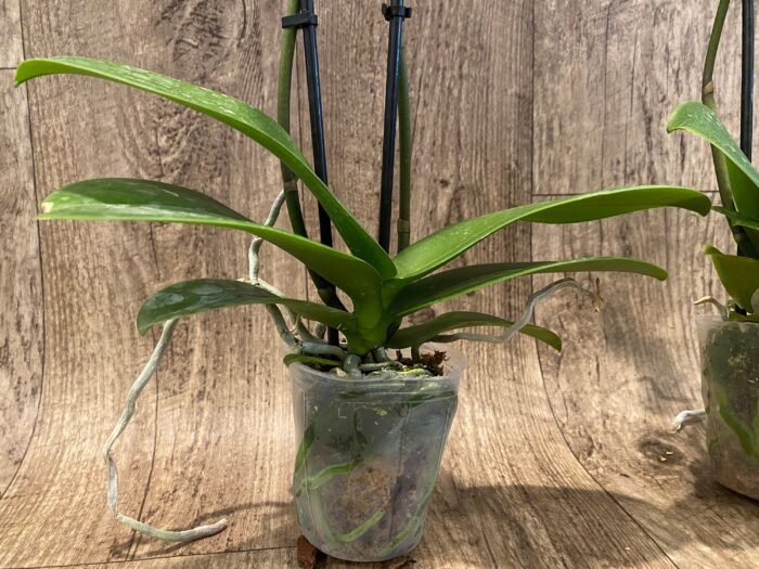 Phalaenopsis Dtps Long Pride Snowboard 2 Tall Spikes (3.5" pot) - Image 7