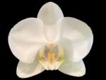 Phalaenopsis Dtps Long Pride Snowboard 2 Tall Spikes (3.5" pot)