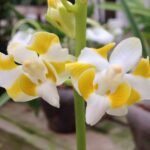 Doritis champorensis × sib ( Phalaenopsis) (3.5" pot)