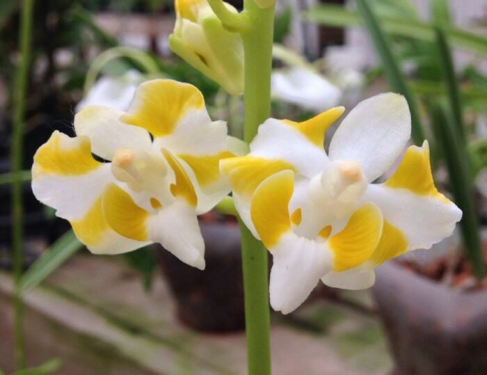 Triple Plants Doritis champorensis × sib ( Phalaenopsis) (3.5" pot) - Image 1
