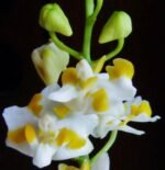 Double Plants Doritis champorensis × sib ( Phalaenopsis) (3.5" pot) - Image 2
