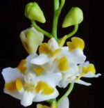 Triple Plants Doritis champorensis × sib ( Phalaenopsis) (3.5" pot) - Image 2