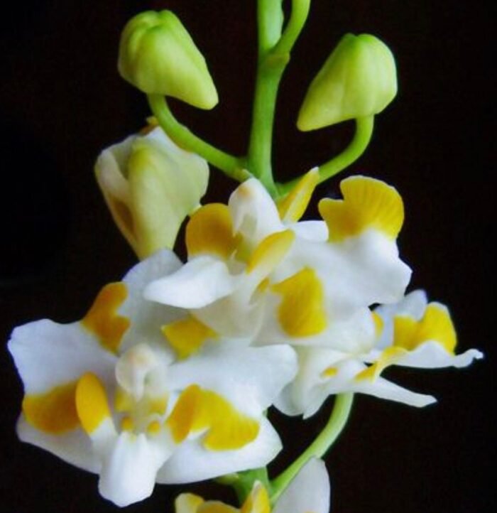 Triple Plants Doritis champorensis × sib ( Phalaenopsis) (3.5" pot) - Image 2