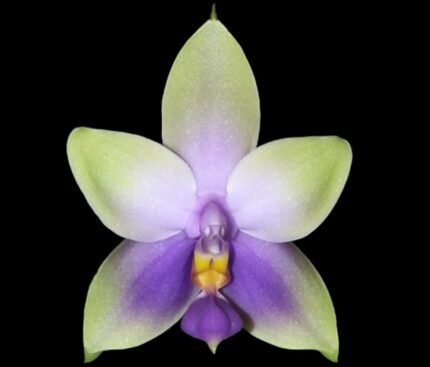 Fragrant - Phalaenopsis Samera (violacea indigo x bellina coerulea) (3” pot)