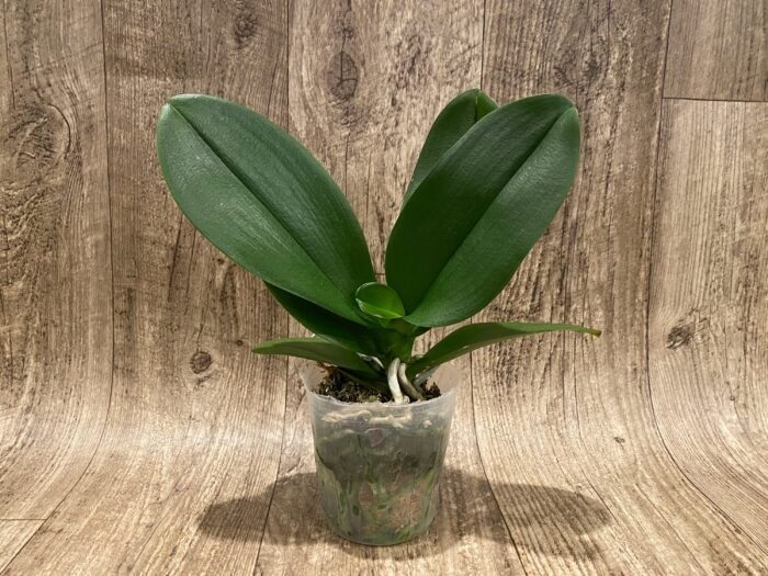 Phalaenopsis Large I-Hsin Fantasist (4.5" pot) - Image 4