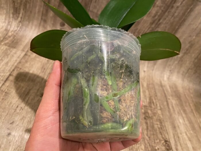 Phalaenopsis Large I-Hsin Fantasist (4.5" pot) - Image 6